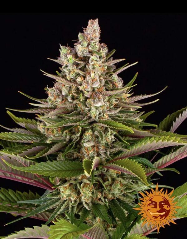 Barneys Farm Sour Strawberry feminized seeds