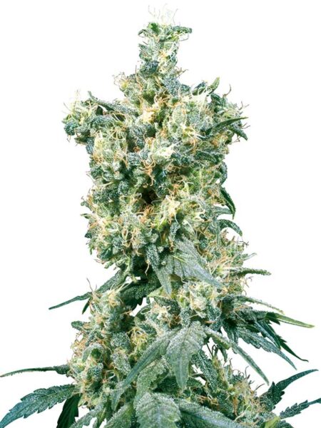 American Dream regular cannabis seeds By Sensi Seeds