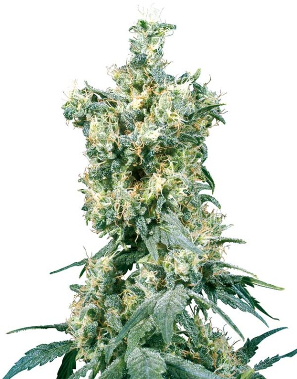 American Dream regular cannabis seeds By Sensi Seeds