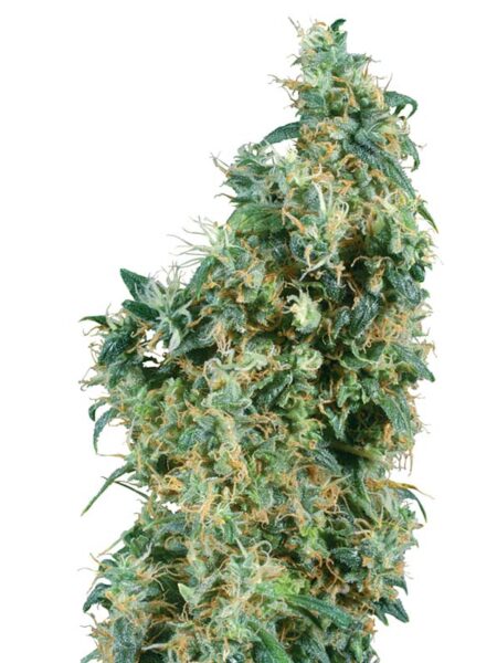 First Lady regular seeds By Sensi Seeds