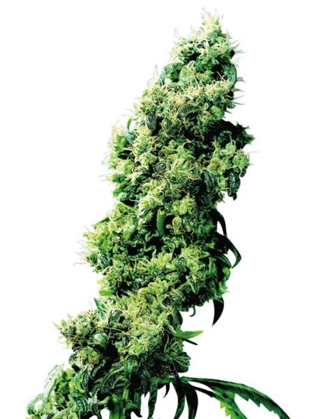 Four Way regular seeds By Sensi Seeds