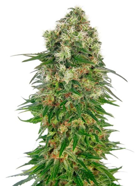 Sensi Seeds Shiva Skunk feminized seeds