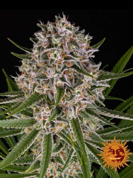 Barneys Farm Lemon Haze Autoflower seeds