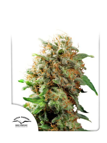 Mazar feminized seeds By Dutch Passion