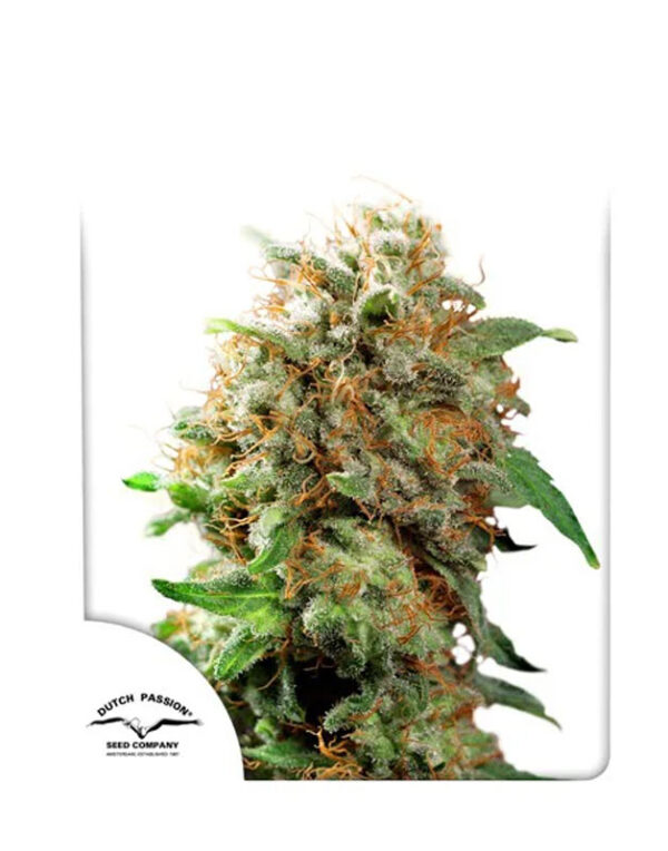 Mazar feminized seeds By Dutch Passion