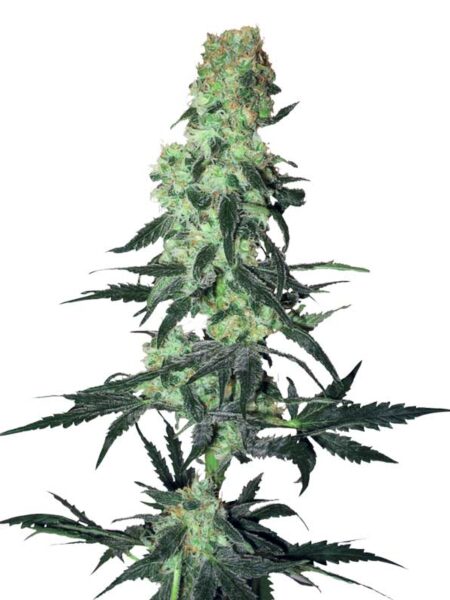 Amnesia White Regular seeds