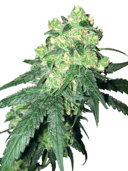 White Rhino Regular seeds