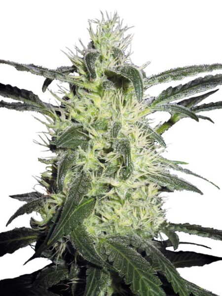 Silver Haze Regular seeds