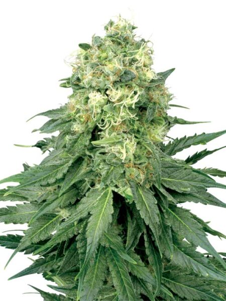 White Widow Regular seeds