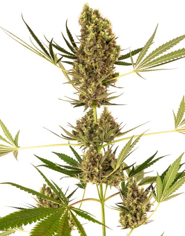 Alpine Delight cbd auto feminized seeds