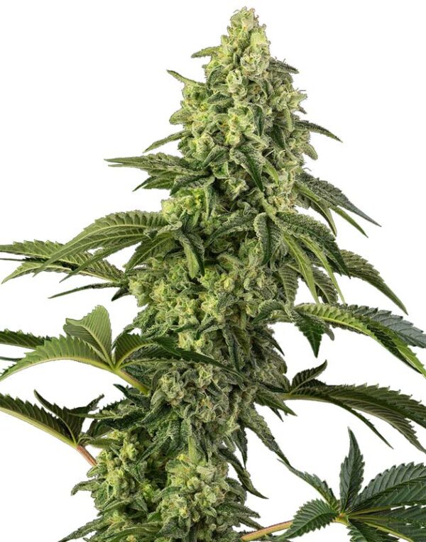 Cosmic Kiss feminized seeds