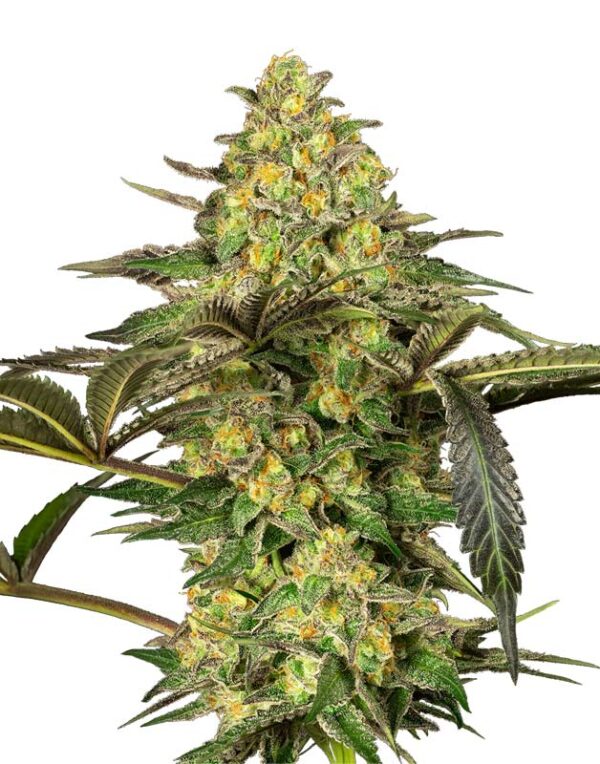 Grapevine Candy feminized seeds